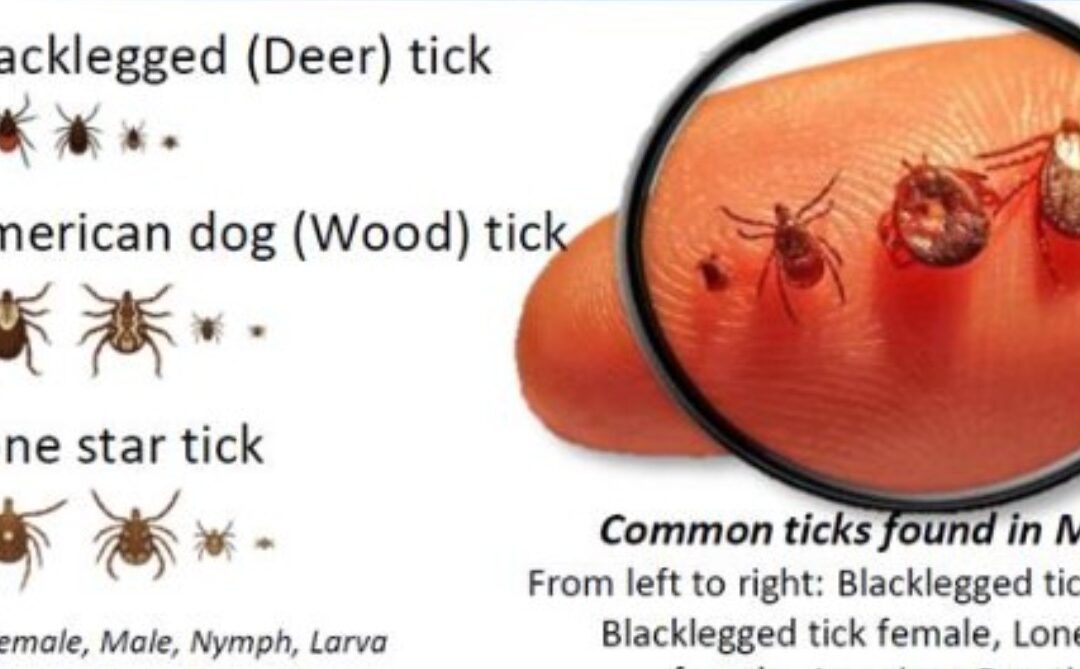 Which TICKS Can Make Me Sick?