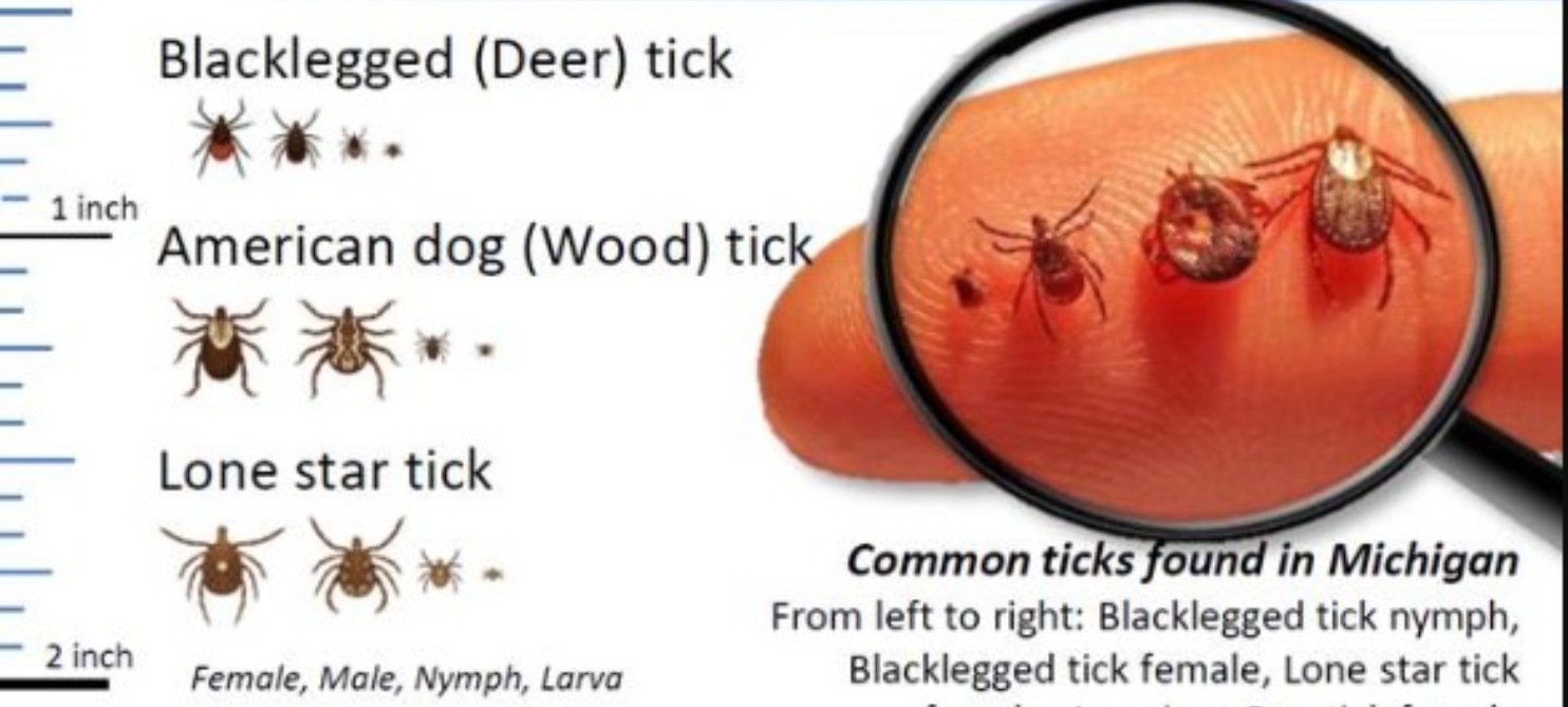 Which TICKS Can Make Me Sick?